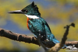 Pampas-Bolivia-Kingfisher-2