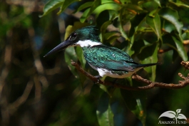 Pampas-Bolivia-Kingfisher