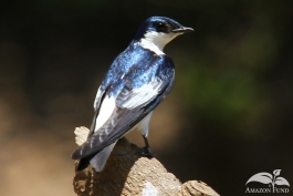 Pampas-Bolivia-Swallow